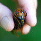 A dead northern giant hornet collected from Japan.
